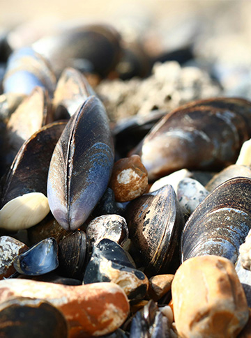 mussels01 Picture of mussels