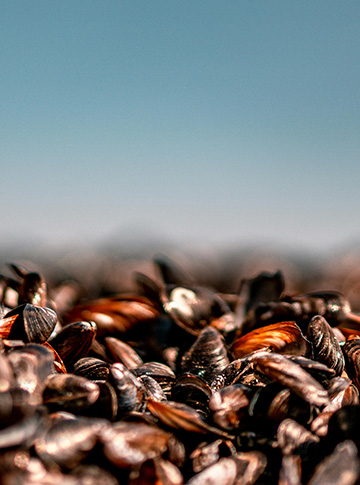 mussles Picture of mussels